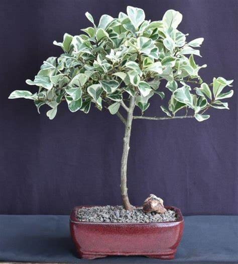 Ficus triangularis 'Variegated'